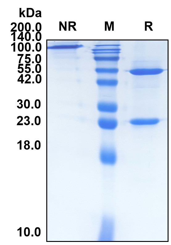 Brodalumab (Biosimilar Reference Antibody) (IL17RA)