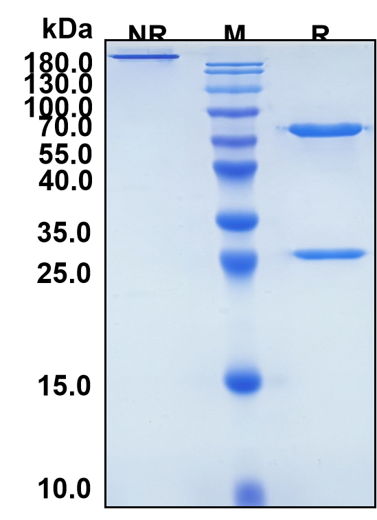 Budoprutug (Biosimilar Reference Antibody) (CD19)