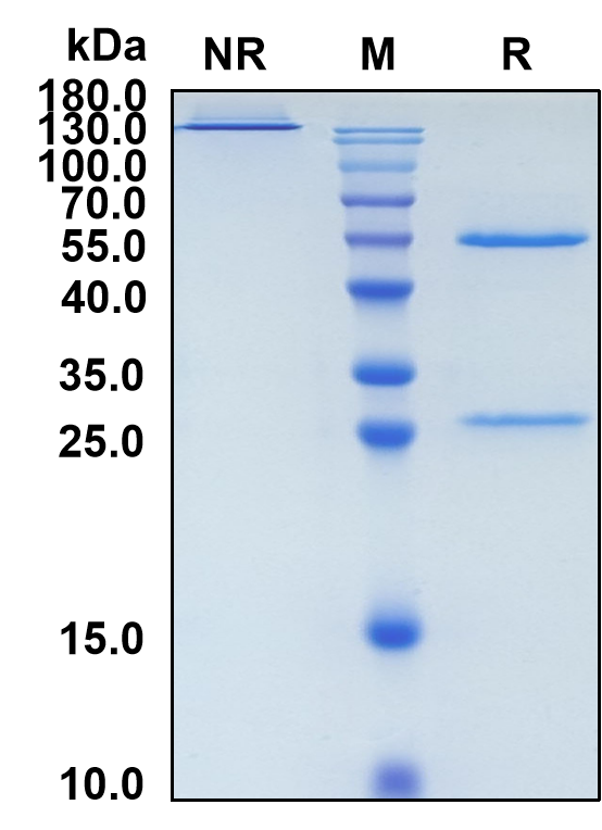 Burfiralimab (Biosimilar Reference Antibody) (VIM)