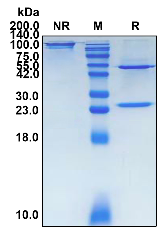Cabiralizumab (Biosimilar Reference Antibody) (CSF1R)