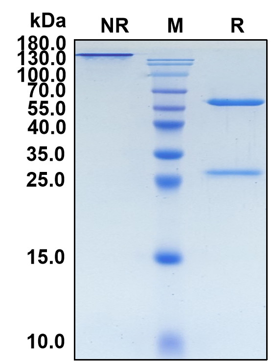 Camidanlumab (Biosimilar Reference Antibody) (IL2RA)