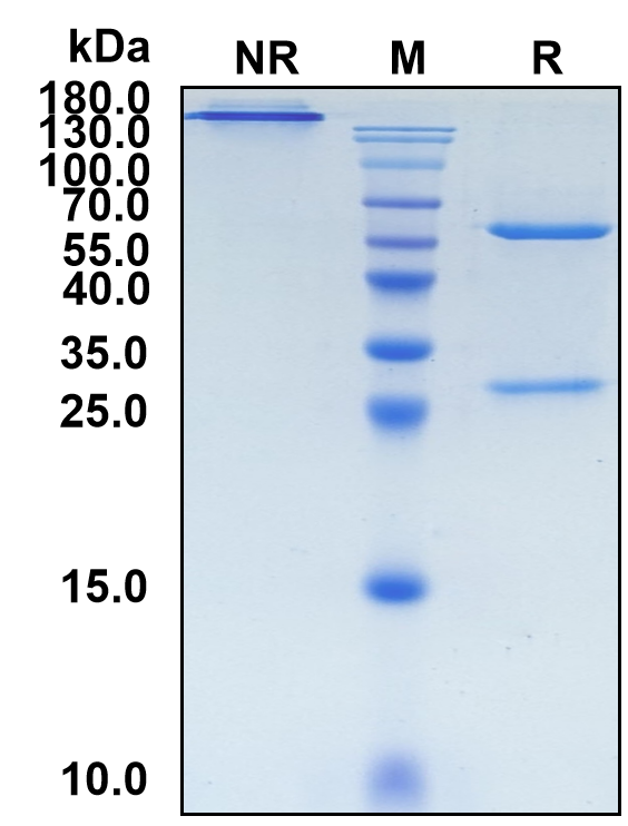 Camoteskimab (Biosimilar Reference Antibody) (IL18)