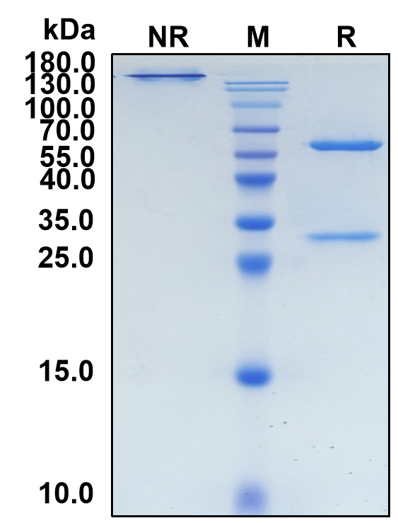 Canakinumab (Biosimilar Reference Antibody) (IL1B)