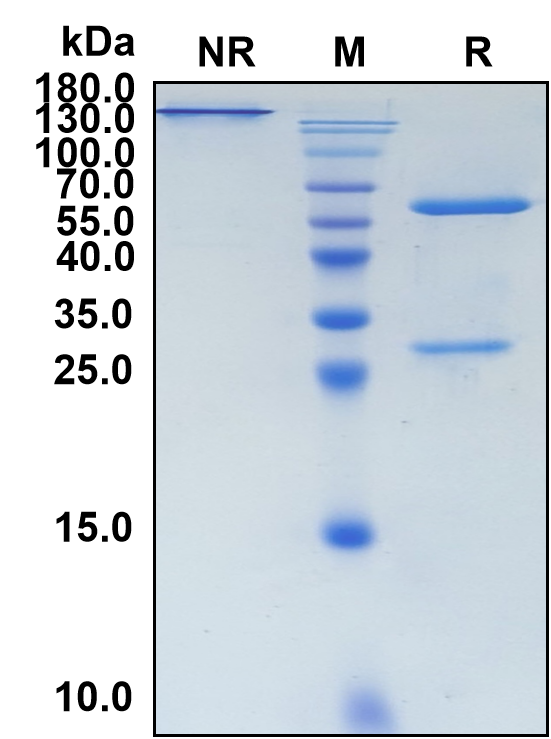 Carlumab (Biosimilar Reference Antibody) (CCL2)