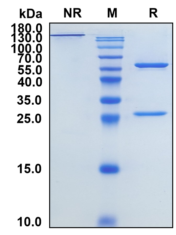 Carotuximab (Biosimilar Reference Antibody) (ENG)