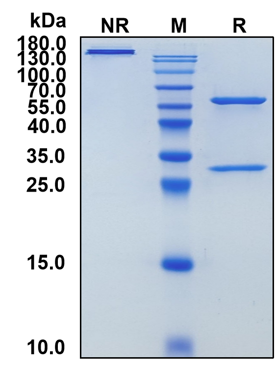Casdozokitug (Biosimilar Reference Antibody) (IL27)