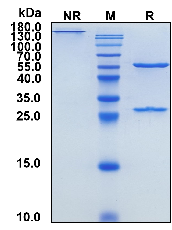 Cendakimab (Biosimilar Reference Antibody) (IL13)