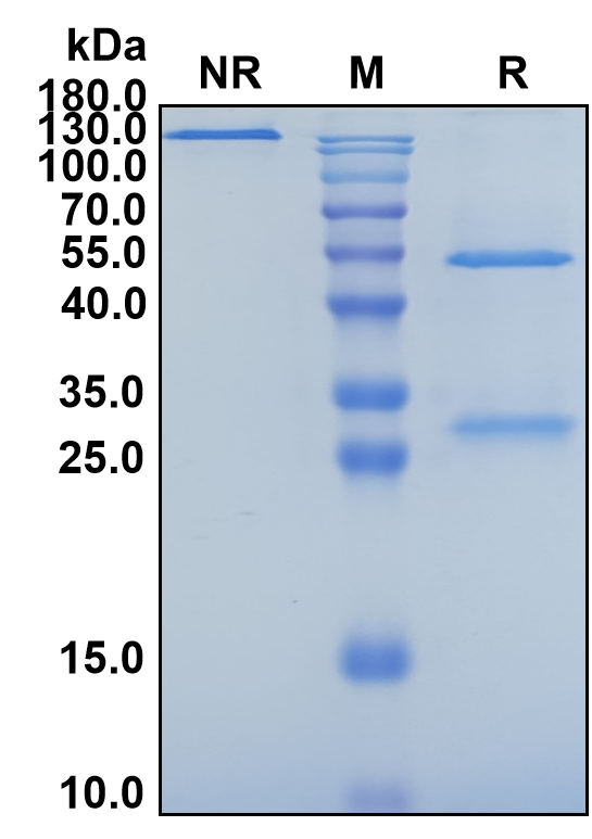 Cepeprubart (Biosimilar Reference Antibody) (SELPLG)