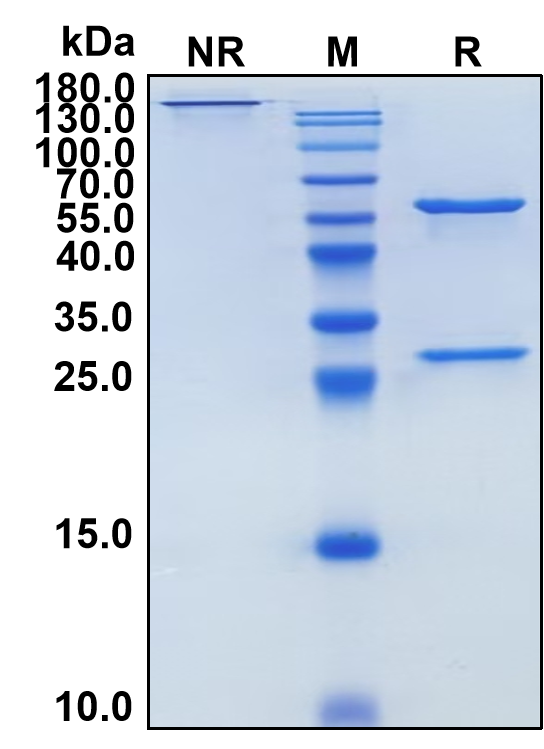 Cergutuzumab (Biosimilar Reference Antibody) (CEACAM5)