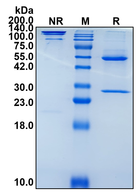 Cetuximab (Biosimilar Reference Antibody) (EGFR)