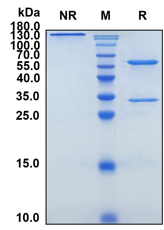 Cinpanemab (Biosimilar Reference Antibody) (SNCA)