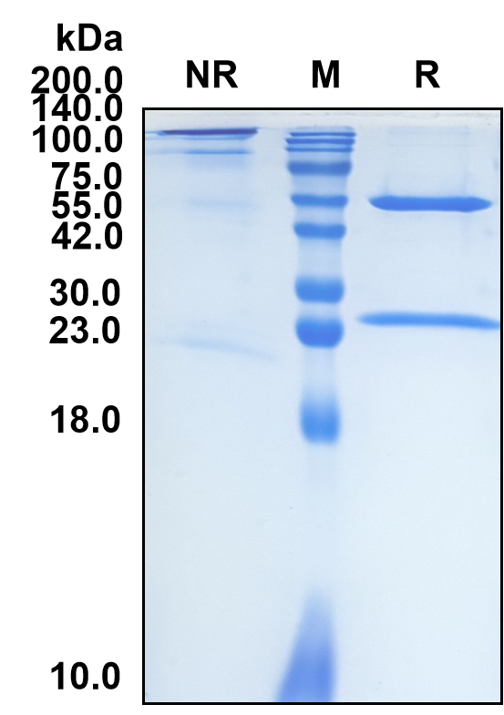 Cinrebafusp (Biosimilar Reference Antibody) (ERBB2)
