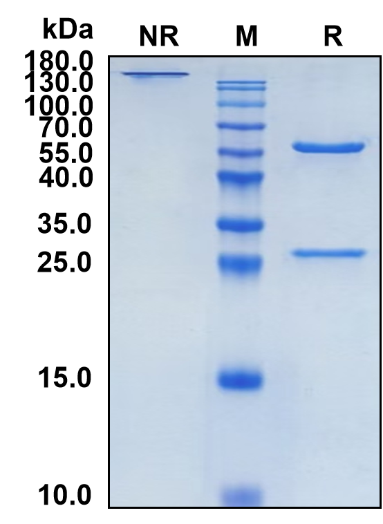 Clazakizumab (Biosimilar Reference Antibody) (IL6)