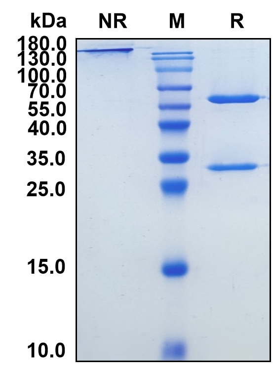 Codrituzumab (Biosimilar Reference Antibody) (GPC3)