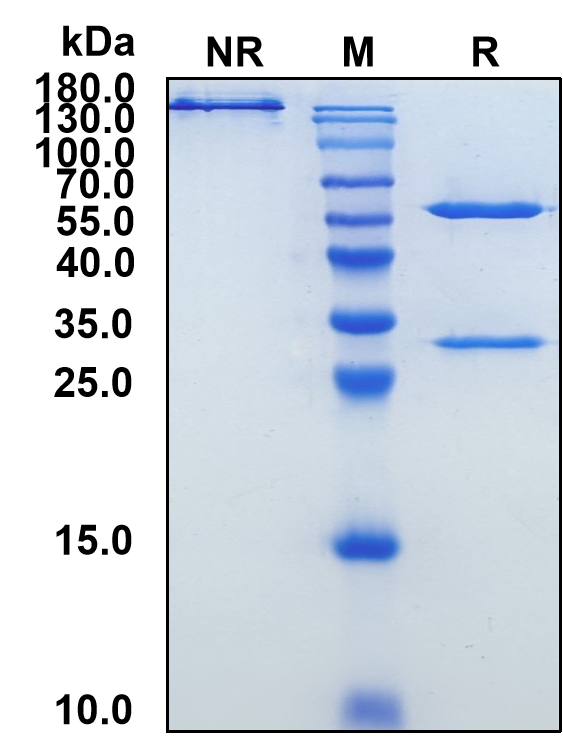 Cofetuzumab (Biosimilar Reference Antibody) (PTK7)