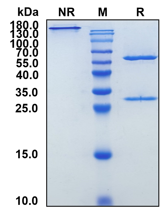 Coltuximab (Biosimilar Reference Antibody) (CD19)