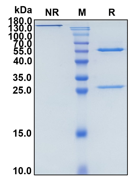Conatumumab (Biosimilar Reference Antibody) (TNFRSF10B)