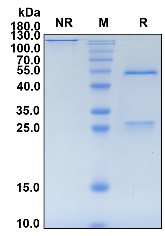 Crizanlizumab (Biosimilar Reference Antibody) (SELP)