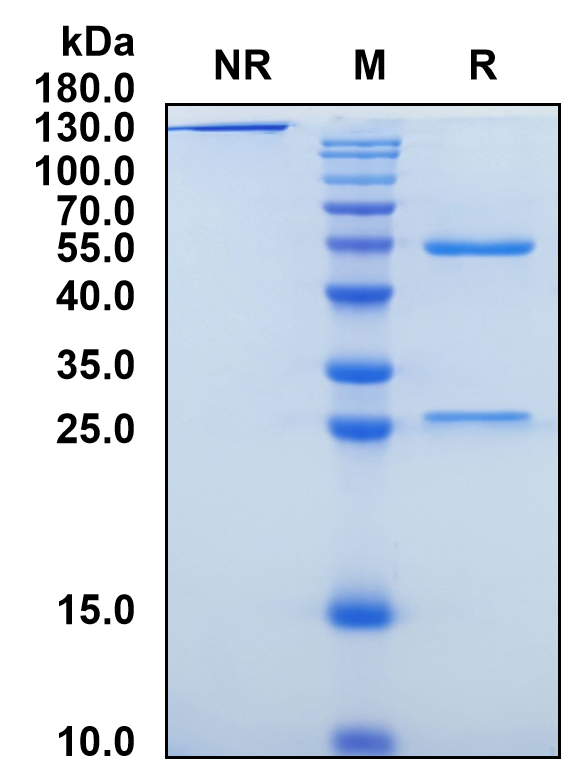 Crotedumab (Biosimilar Reference Antibody) (GCGR)