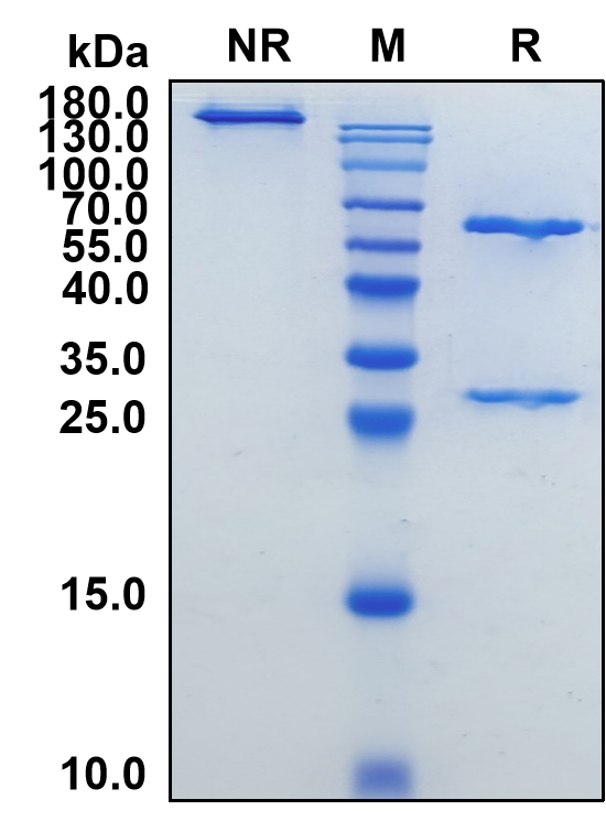 Crovalimab (Biosimilar Reference Antibody) (C5)