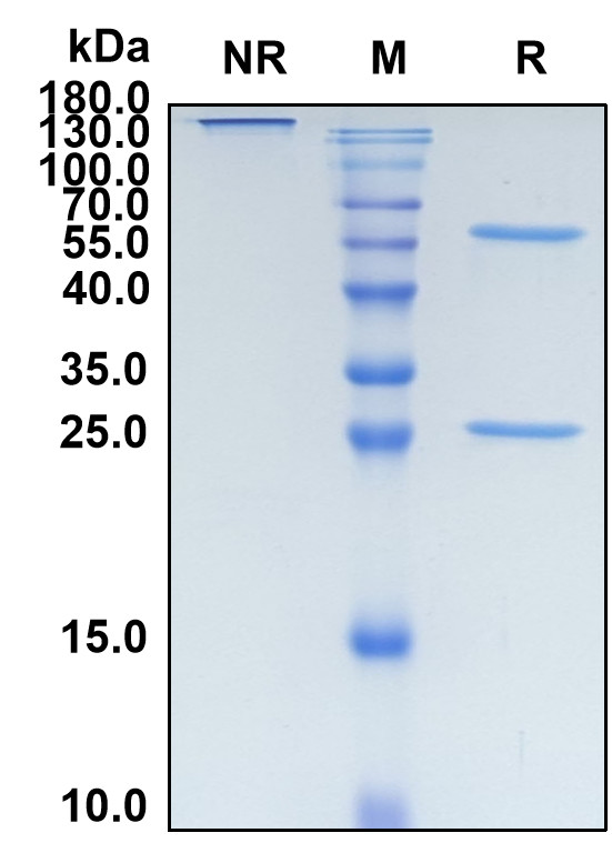 Cusatuzumab (Biosimilar Reference Antibody) (CD70)