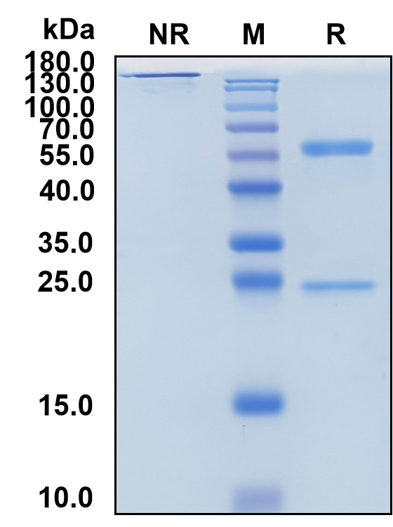 Dafsolimab (Biosimilar Reference Antibody) (CD3E)