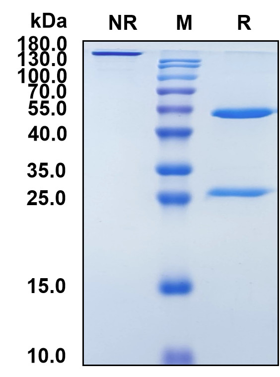 Daratumumab (Biosimilar Reference Antibody) (CD38)