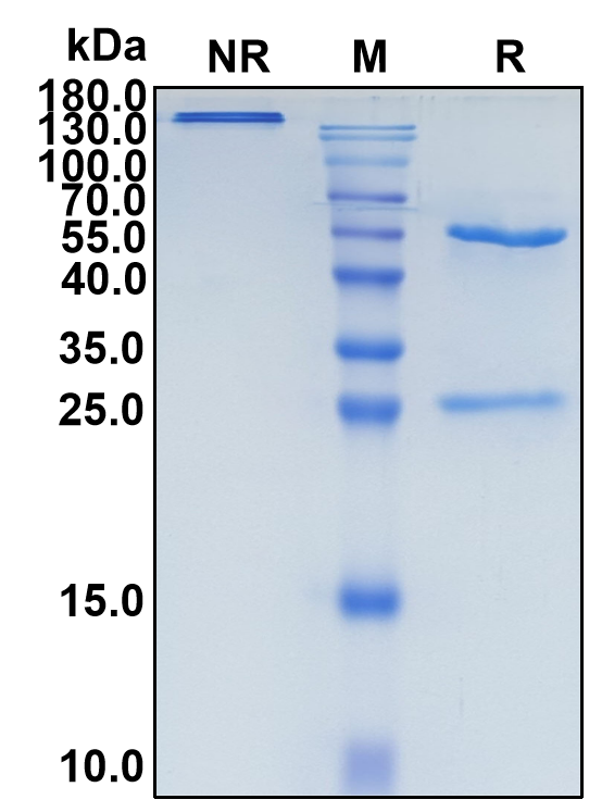 Dargistotug (Biosimilar Reference Antibody) (TIGIT)