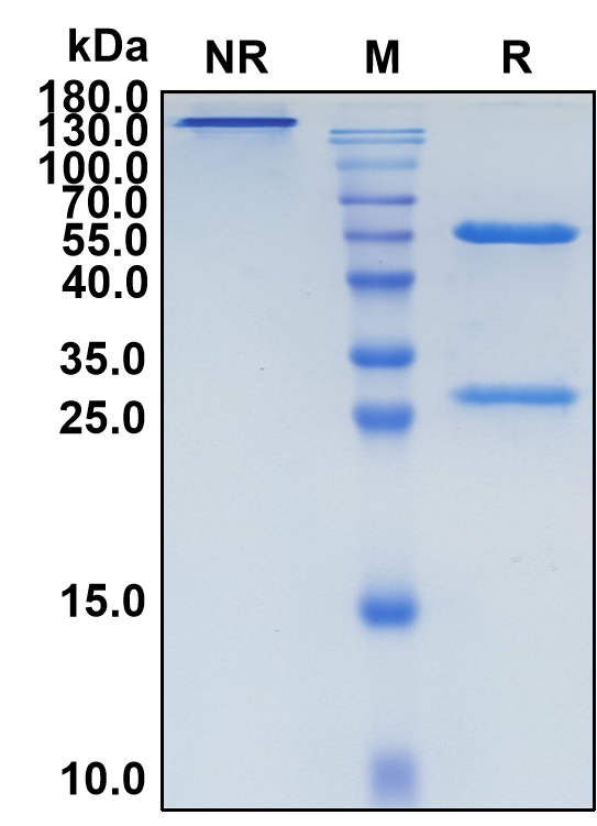 Datopotamab (Biosimilar Reference Antibody) (TROP2)
