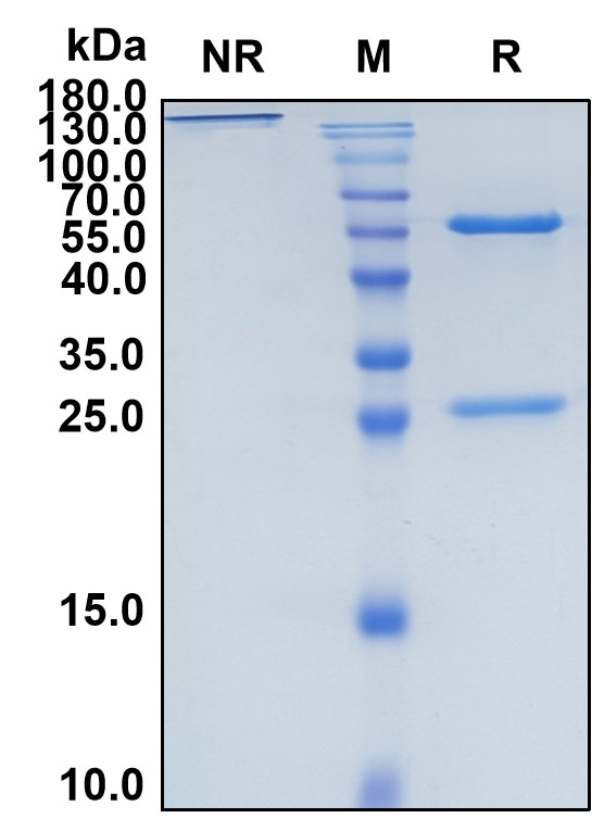 Dazukibart (Biosimilar Reference Antibody) (IFNB1)