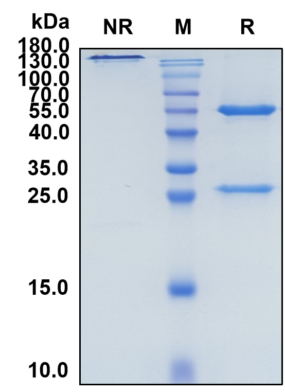 Delpacibart (Biosimilar Reference Antibody) (TFRC)