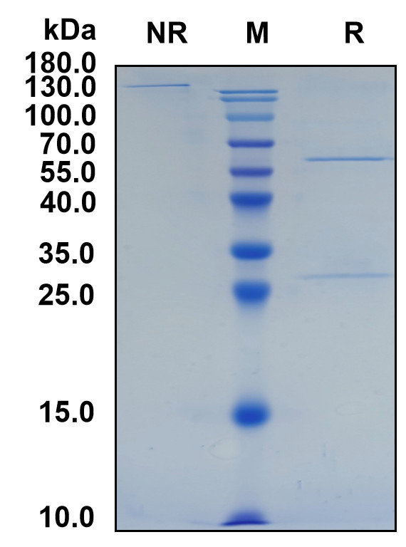 Demcizumab (Biosimilar Reference Antibody) (DLL4)