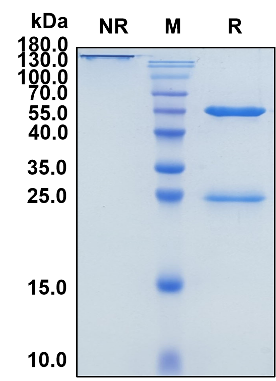 Depatuxizumab (Biosimilar Reference Antibody) (EGFR)