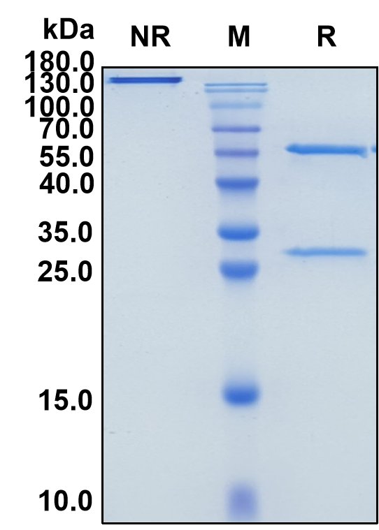 Depemokimab (Biosimilar Reference Antibody) (IL5)