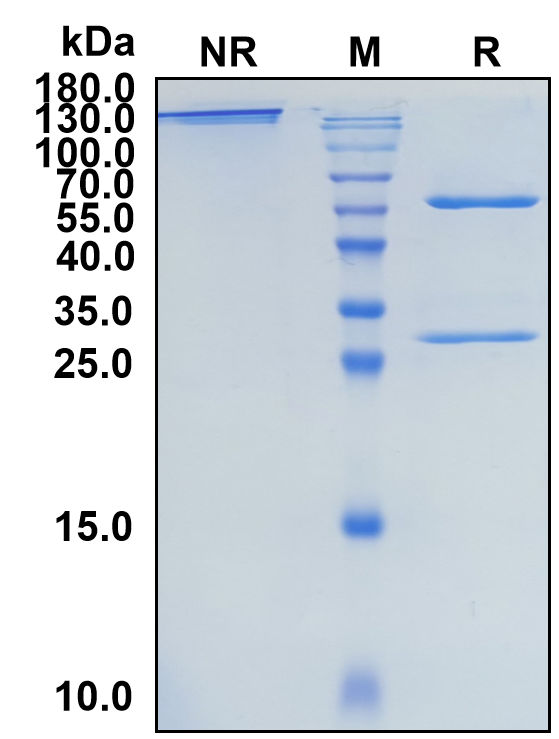 Derlotuximab (Biosimilar Reference Antibody) (DNA)