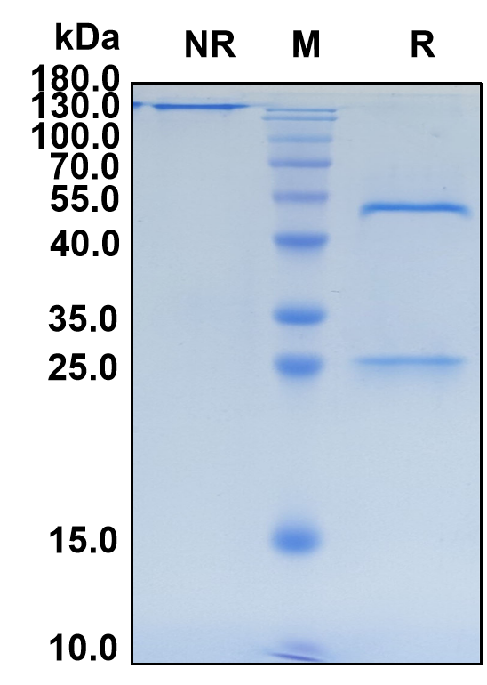 Devextinetug (Biosimilar Reference Antibody) (Metamphetamine)