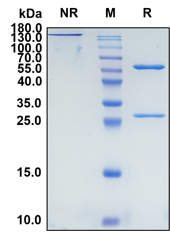 Dezamizumab (Biosimilar Reference Antibody) (APCS)