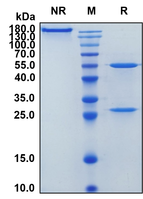 Domvanalimab (Biosimilar Reference Antibody) (TIGIT)