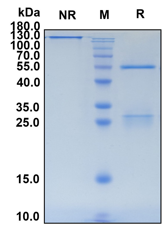 Dusigitumab (Biosimilar Reference Antibody) (IGF1 and IGF2)