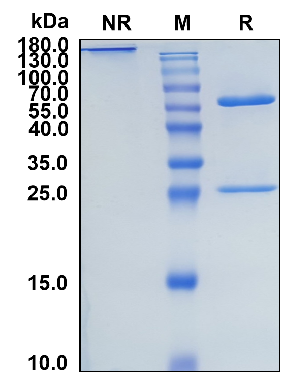 Duvakitug (Biosimilar Reference Antibody) (TNFSF15)