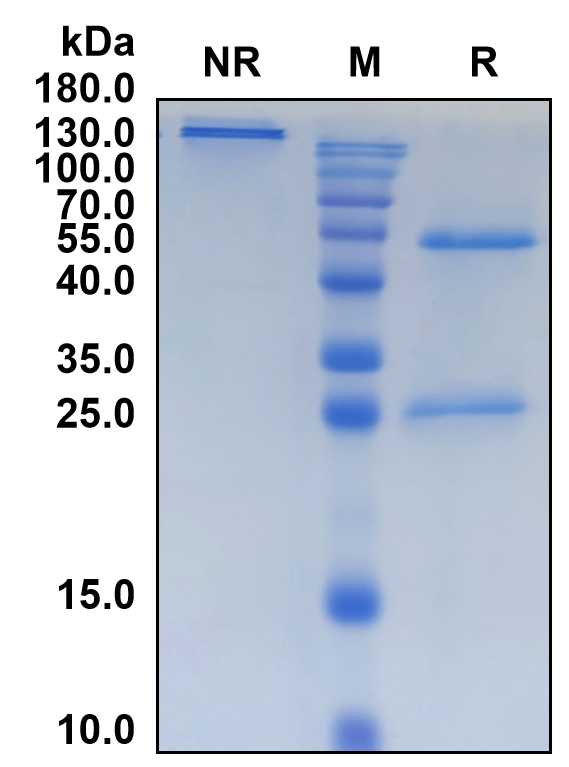 Eblasakimab (Biosimilar Reference Antibody) (IL13RA1)