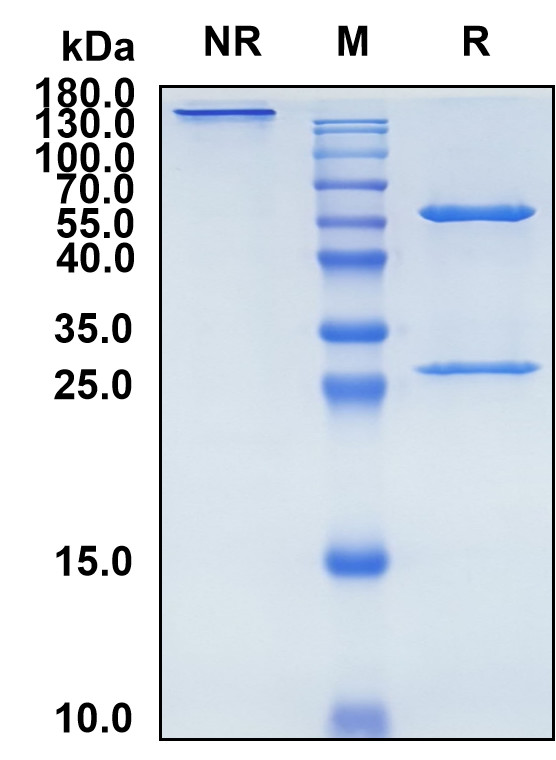Ecromeximab (Biosimilar Reference Antibody) (GD3 ganglioside)