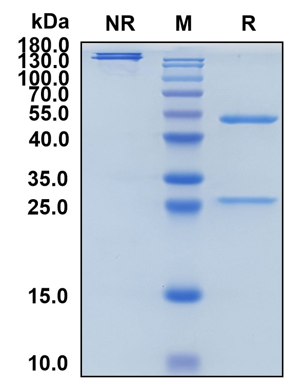Edrecolomab (Biosimilar Reference Antibody) (EPCAM)