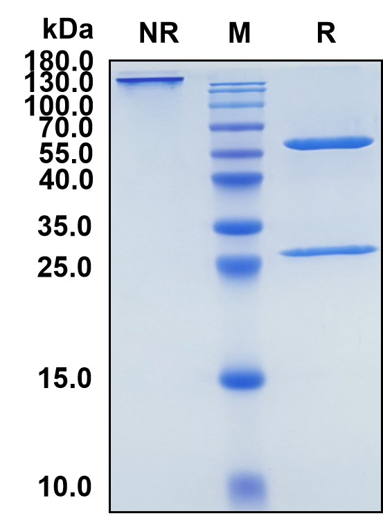 Eldelumab (Biosimilar Reference Antibody) (CXCL10)