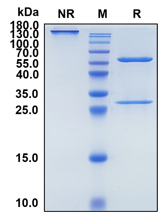 Elezanumab (Biosimilar Reference Antibody) (RGMA)