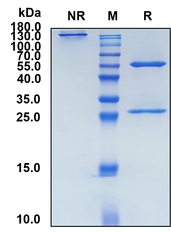 Elgemtumab (Biosimilar Reference Antibody) (ERBB3)