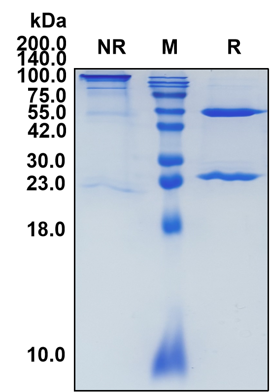 Elotuzumab (Biosimilar Reference Antibody) (SLAMF7)