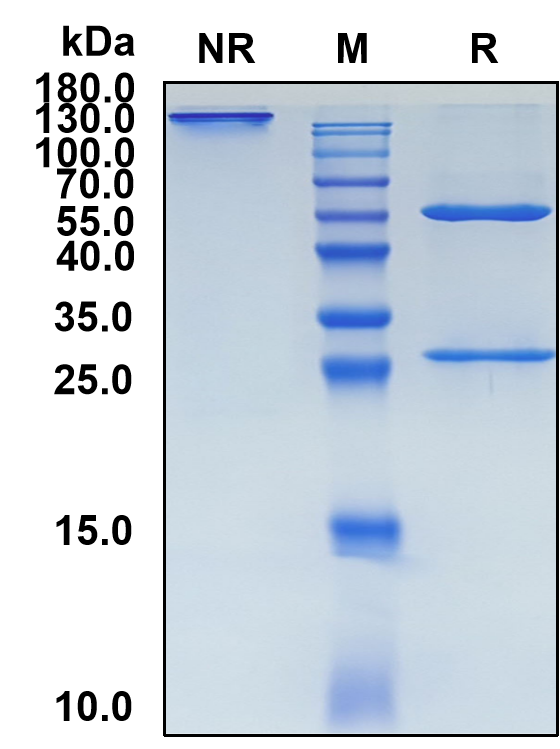 Emactuzumab (Biosimilar Reference Antibody) (CSF1R)