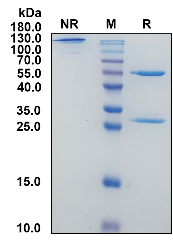 Emicizumab (Biosimilar Reference Antibody) (F9/Factor IX)