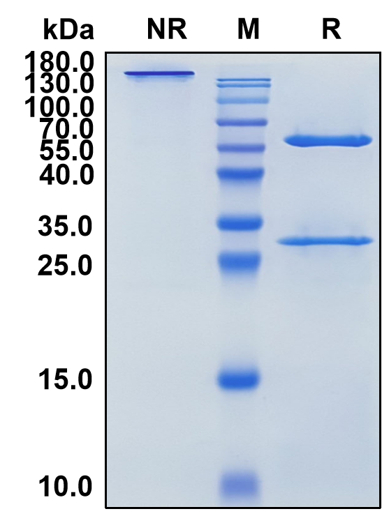 Empasiprubart (Biosimilar Reference Antibody) (C2)